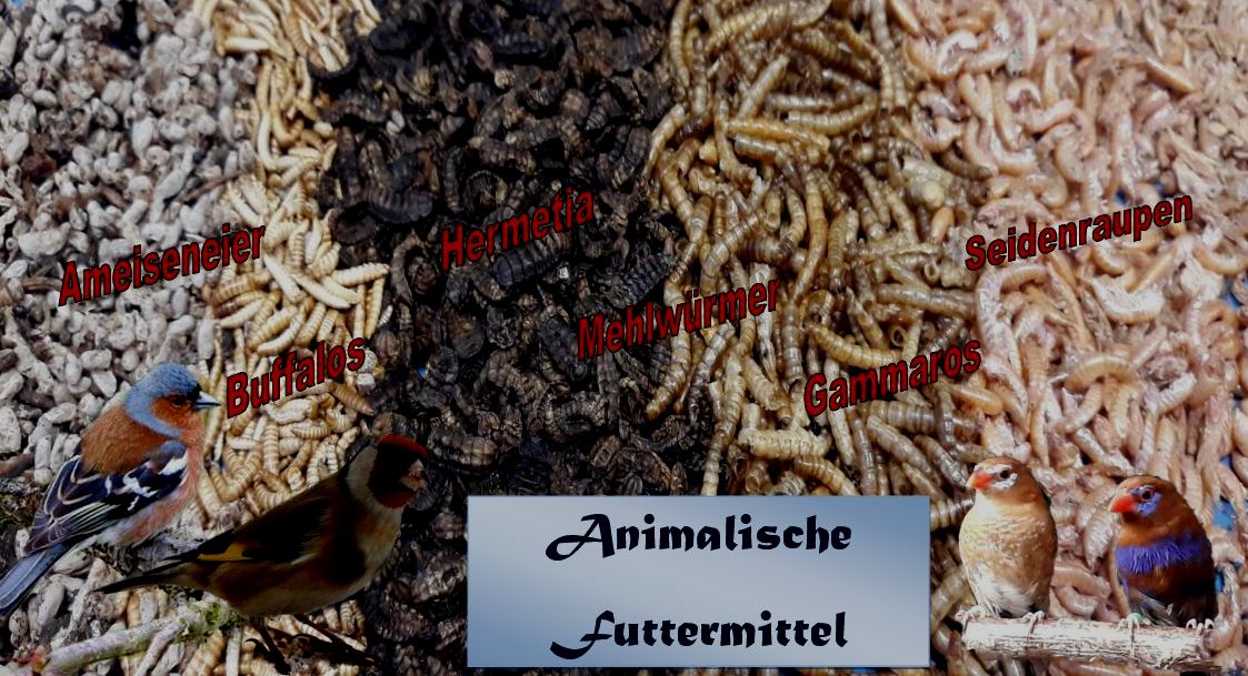 Animalische Futtermittel